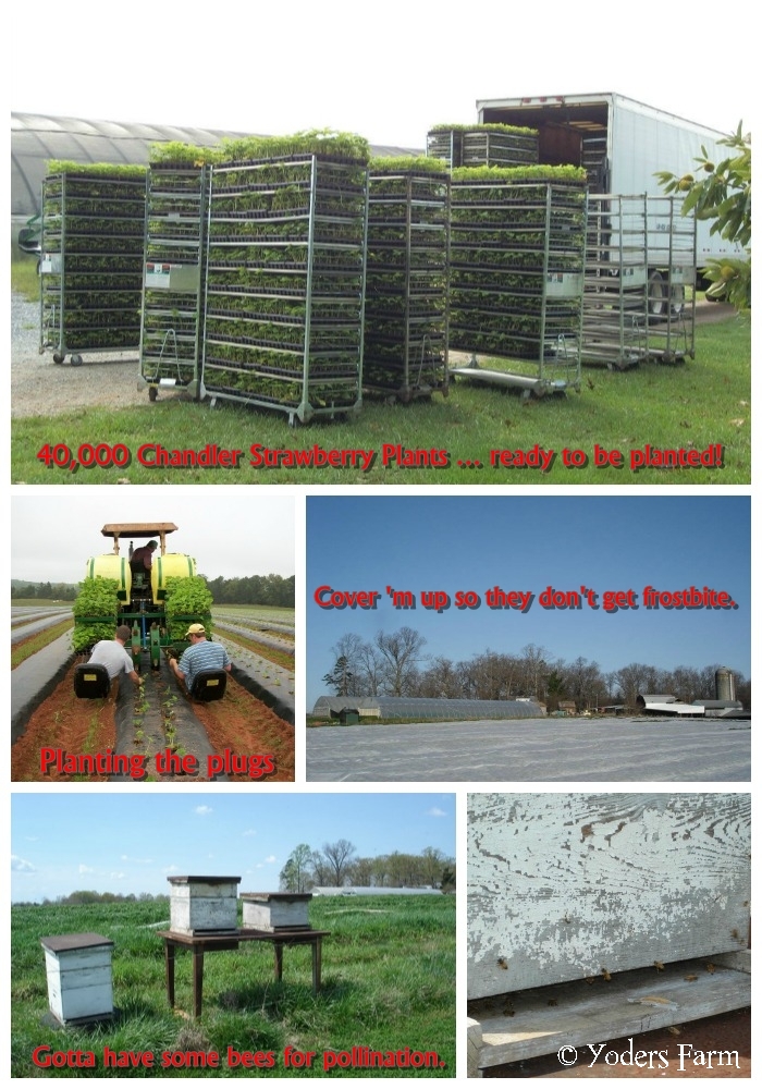 Strawberry Prepping Yoders Farm