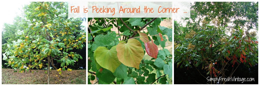 Fall Is Peeking Around the Corner ...