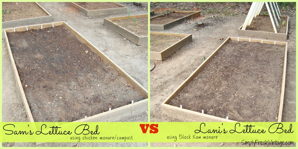 Lettuce Beds