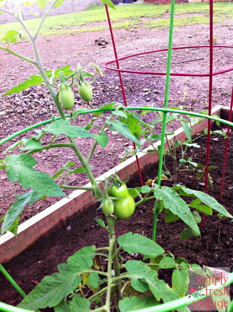 Pathetic Tomato Plant